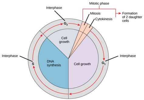 Phases Of Cell Cycle G0 G1 S G2 M Mitosis Mcat Content