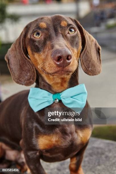 243 Blue Dachshund Stock Photos, High-Res Pictures, and Images - Getty ...