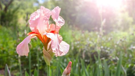 15 Different Types of Pink Iris Varieties For Your Flowerbeds