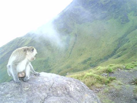 Pengalaman Dan Tips Mendaki Gunung Merbabu Via Selow Baru Pemandangan