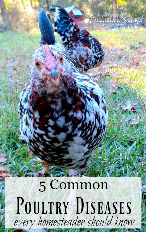 10 Most Common Poultry Diseases