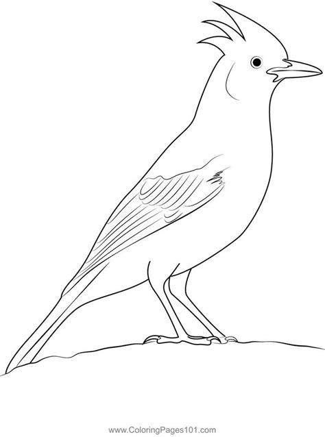 A Steller S Jay Coloring Page Printable Coloring Pages Coloring Pages