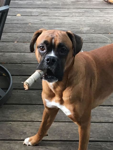 Funny Dog Meme Boxer