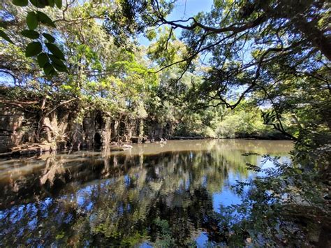 Maleny Trail Peace In The Trees Circuit Aussie Bushwalking