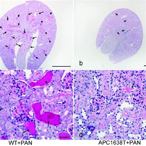 Periodic Acid Schiff Pas Staining Of The Kidney Of Wild Type Wt