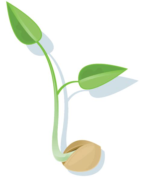 Seed Png Transparent Images