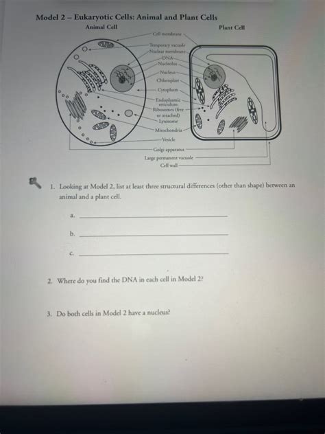 Answered Model 2 Eukaryotic Cells Animal And Bartleby