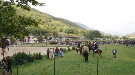 Mostra del cavallo attesa novità lantico rito della transumanza