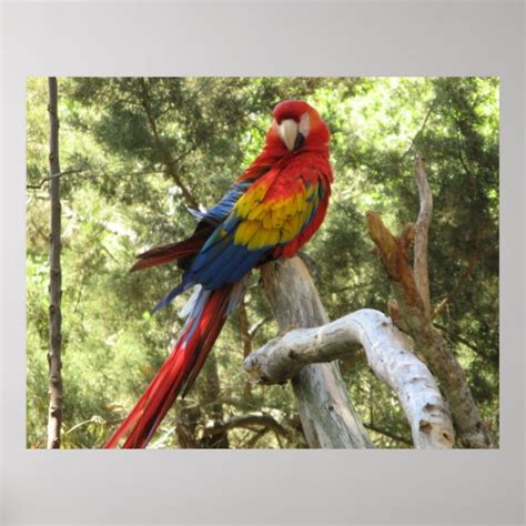 Tropical Parrot Posters Prints And Poster Printing Zazzle Ca