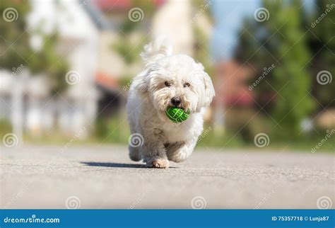 Playing Fetch with Cute Dog Stock Photo - Image of rubber, running: 75357718