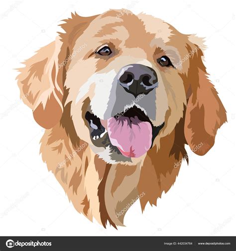 Golden Labrador Retriever Head Vector Illustration Stock Vector Image