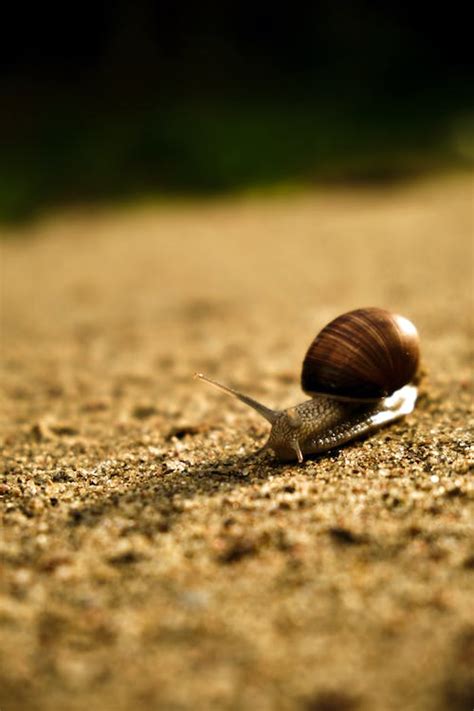 Green Snail on Leaf · Free Stock Photo