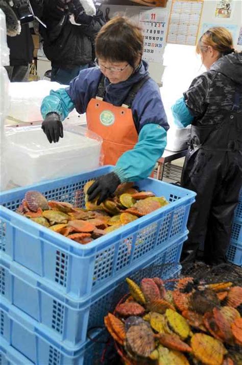 ヒオウギガイ出荷本格化 色鮮やか甘み豊か 年末年始の食卓に彩り 熊本・苓北町｜熊本日日新聞社