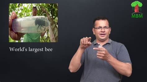 Worlds Largest Bee Youtube