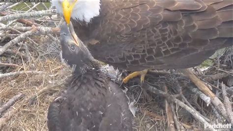 Swfl Eagles M Delivers A Fish F Flies In For The Food