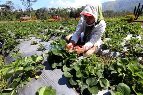 Pikat Milenial Kementan Pacu Pengembangan Pertanian Menjadi Agroekowisata