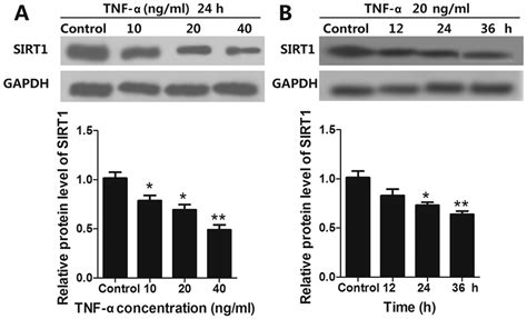 Simvastatin attenuates TNFαinduced apoptosis in endothelial