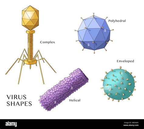 Formas de virus Ilustración Fotografía de stock Alamy