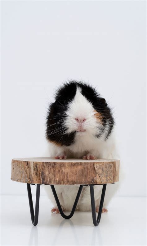 Names Guinea Pigs 7