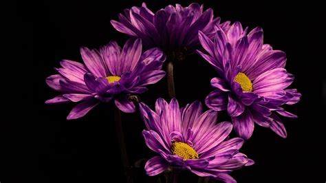 Chrysanthemum HD, HD Wallpaper | Rare Gallery