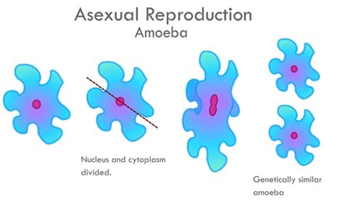 97 Asexual Reproduction Amoeba Images, Stock Photos, 3D objects ...