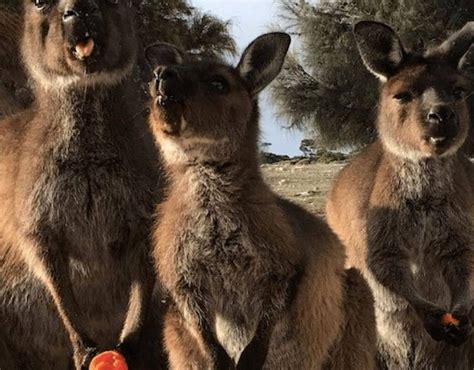 Thriving Planet | RAPID REGROWTH On KANGAROO ISLAND Has Led To Animals ...