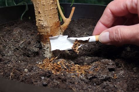 Gruß Show Läuft einfach trauermücken blumenerde Langweilig Alarmierend Show