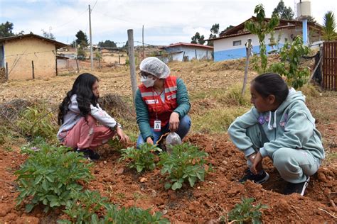 Qali Warma Promueve Instalación De Biohuertos Escolares En Cajamarca