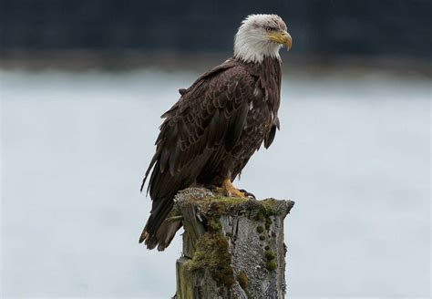 Bald Eagle Facts Majesty In Skies Unveiled Ohmyfacts