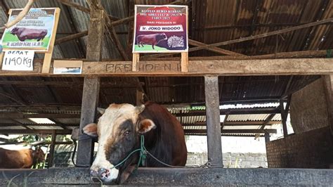 Foto Perlu Diketahui Hukum Dan Syarat Patungan Sapi Untuk Kurban Idul