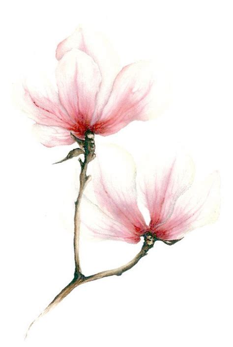 Watercolor Illustrations Picture Magnolie By LISIZA Watercolor