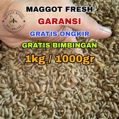 Jual Ulat Maggot Bsf Fresh Hidup Kg Untuk Umpan Pancing Ikan Gabus