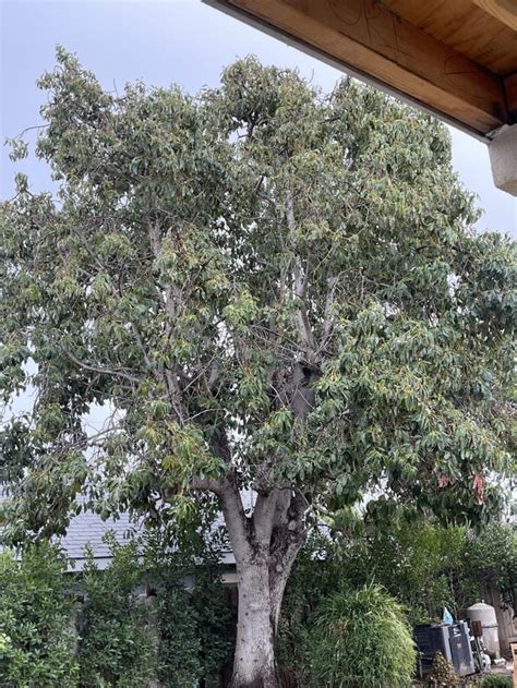 How do I get this giant avocado tree to produce fruit? : r/gardening