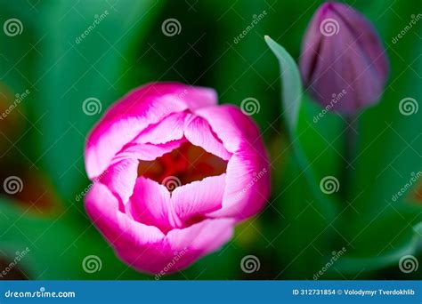 Vagina Flower Concept Sexy Flower Pussy Vulva Clitoris Vagina Orgasm And Love Spring