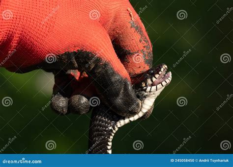 A Long Natrix Natrix Grass Snake Is Lying In The Sun In The Spring