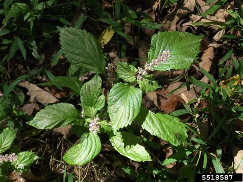 Perilla Mint Perilla Frutescens