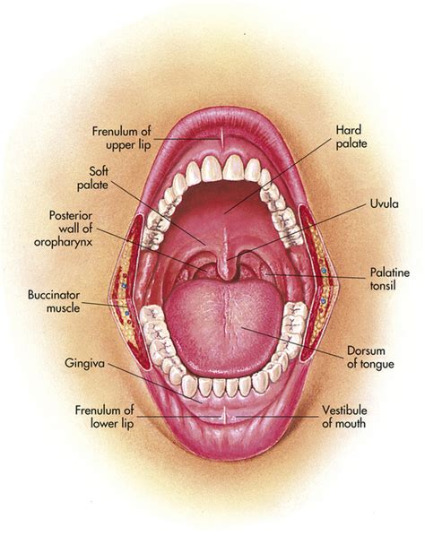 Ear, Nose, Throat, and Mouth | Musculoskeletal Key