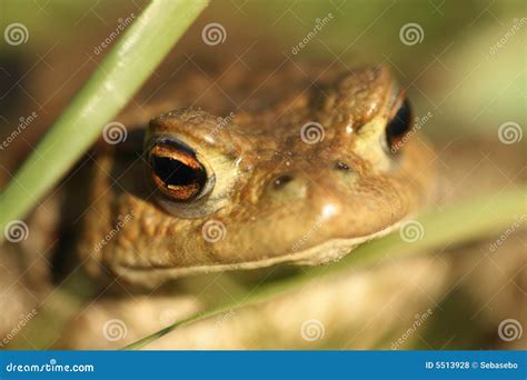 Crapaud Commun Bufo De Bufo Photo Stock Image Du Oeil Crapaud 5513928