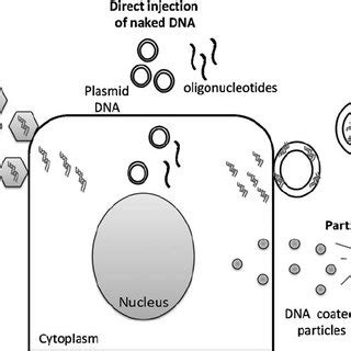 Strategies for in vivo gene transfer. Adenoviral vectors transduce... | Download Scientific Diagram