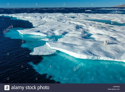 Mother And Cubs Polar Bears Ursus Maritimus Wandering Across Pack