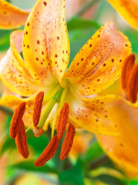 Buy Guinea Gold Bulbs Online - Lilies, Martagon Hybrids, Spring- Bloms ...