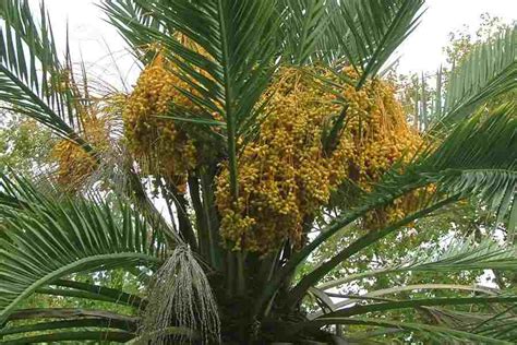 Phoenix Dactylifera