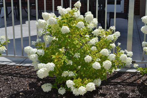 The Best Shrubs and Bushes That Work Well For Zone 5 Landscapes.