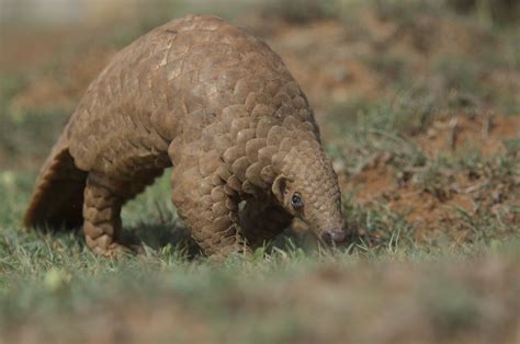 Indian Pangolin | ©Zeeshan Merchant (Kabini, southern India) The Indian ...