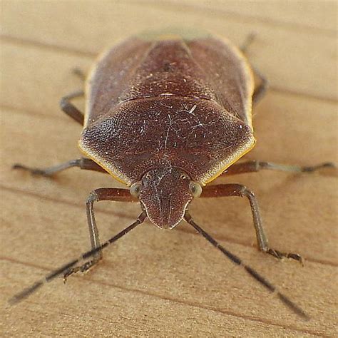 Pentatomidae Chlorochroa Chlorochroa Ligata BugGuide Net