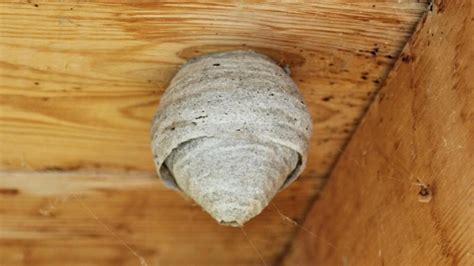 Wasp Nests How Long Does It Last And How To Get Rid Of Them Pestopped