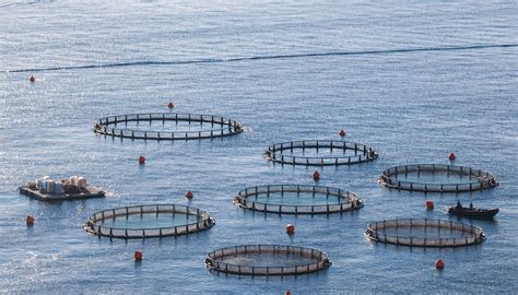 Aquaculture And Sustainability B E Blue Bioeconomy Colab