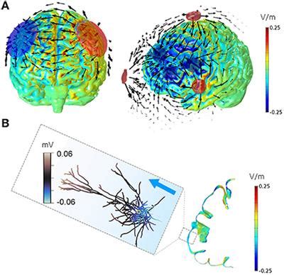 Frontiers Transcranial Current Stimulation In Epilepsy A Systematic