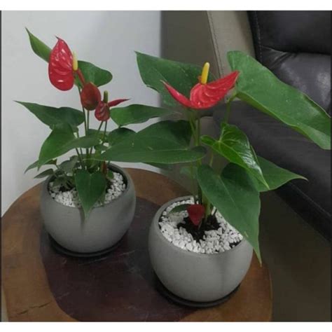 Tanaman Hias Anthurium Mickey Mouse Lazada Indonesia