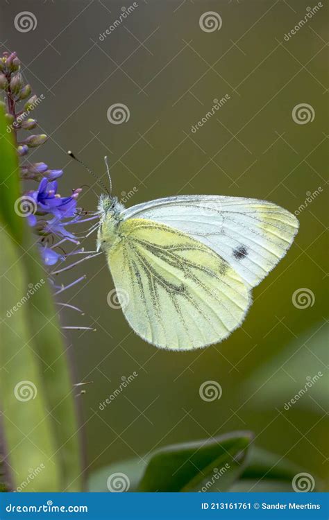 Pieris Brassicae A Grande Borboleta Branca Ou Couve Polinizando Imagem